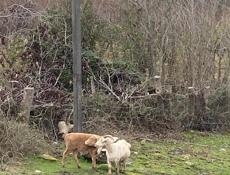 У кого пропал козел с теленком?