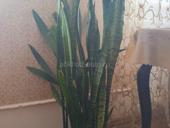 Сансевьера