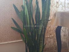 Сансевьера