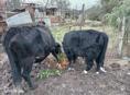 Продаю корову и бычка