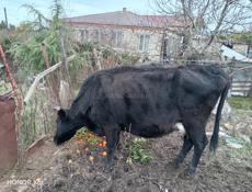 Продаю корову и бычка