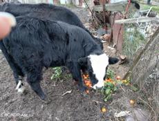 Продаю корову и бычка