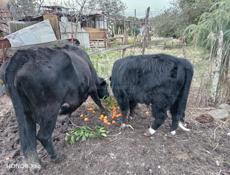 Продаю корову и бычка