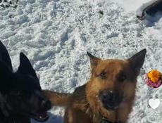 Бранируем щенков Немецкой Авчарки