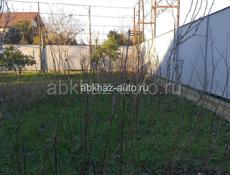 Саженцы фруктов 