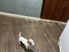 Продаем щенка породы Джек Рассел 