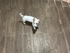 Продаем щенка породы Джек Рассел 