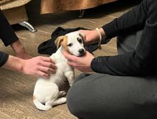 Продаем щенка породы Джек Рассел 