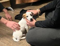 Продаем щенка породы Джек Рассел 