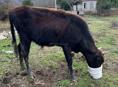 Продаётся Бычок