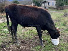 Продаётся Бычок