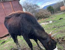 Продаётся Бычок