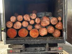 Ольха мотерял 