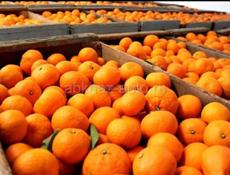 Апельсин 🍊 