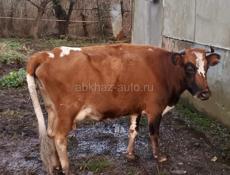 Корова с теленком 