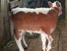 Корова с теленком