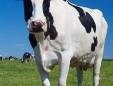 Продаётся скот 