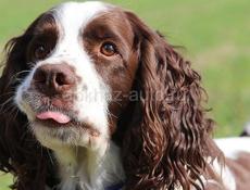 Приму в дар охотничью собаку