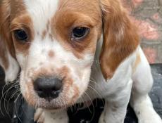 Продаются щенки эпониоль бритон!