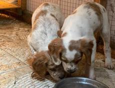 Продаются щенки эпониоль бритон!