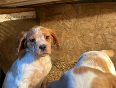 Продаются щенки эпониоль бритон!