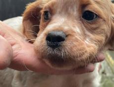 Продаются щенки эпониоль бритон!