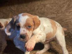 Продаются щенки эпониоль бритон!