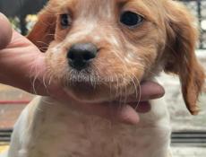 Продаются щенки эпониоль бритон!