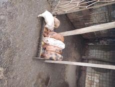 Продаются поросята (посёлок Мархяул) 