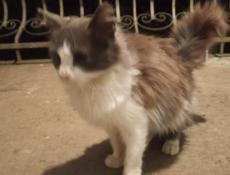 Отдам кошечку