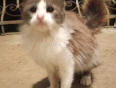 Отдам кошечку