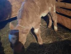 Телёнок девочка полтора месяца 