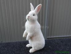 Продаю кролики большой породы