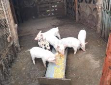 Продаются поросята (посёлок Мархяул) 