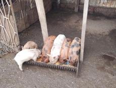 Продаются поросята (посёлок Мархяул) 