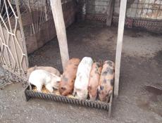 Продаются поросята (посёлок Мархяул) 
