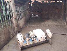 Продаются поросята (посёлок Мархяул) 