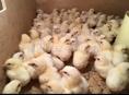Цыплята  бройлер