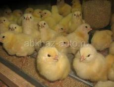 Цыплята  бройлер