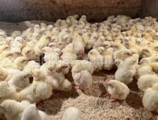 Цыплята  бройлер