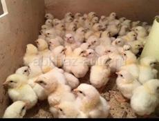 Цыплята  бройлер