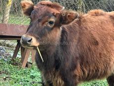 продам тёлку