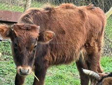 продам тёлку