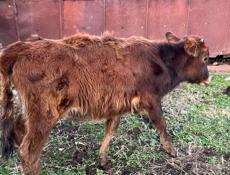 продам тёлку