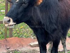 продаётся Бычок 