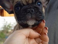 Французский бульдог