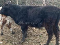 Продаются годичные, бычек и тёлочка.