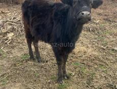 Продаются годичные, бычек и тёлочка.