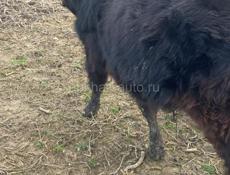 Продаются годичные, бычек и тёлочка.