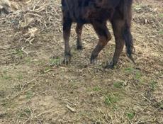 Продаются годичные, бычек и тёлочка.